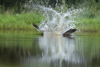 Western osprey (Pandion haliaetus) hunting, Aviemore, Scotland, Great Britain