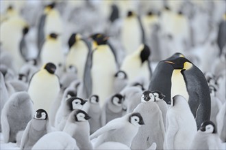 Emperor penguins (Aptenodytes forsteri), Penguin Colony with Adult and Chicks, Snow Hill Island,