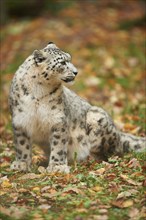 Snow leopard (Panthera uncia syn. Uncia uncia) in an autumn forest, captive