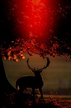 Fallow deer (Dama dama) adult male buck standing in a woodland at sunset, England, United Kingdom,