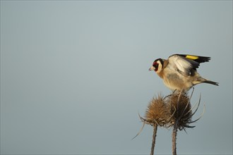 European goldfinch (Carduelis carduelis) adult bird on a Teasel (Dipsacus fullonum) seedhead,