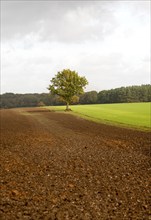 Landscape with fields and single oak tree standing alone, Chisbury, Wiltshire, England, UK