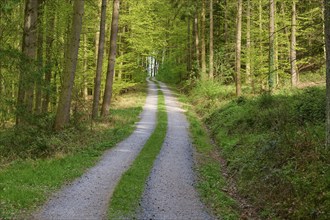 A quiet forest path leads through green, dense trees, Obernburg, Spessart, Odenwald, Bavaria,