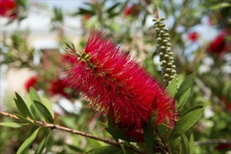 A bottlebrush (Callistemon), Crete, Greece, Europe