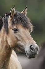 Dülmen wild horse, portrait, Merfelder Bruch, Dülmen, North Rhine-Westphalia, Germany, Europe