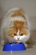 Persian cat, long-haired cat, eating, free bowl