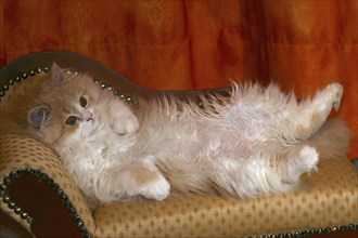 Persian cat, long-haired cat, lying on back, sofa