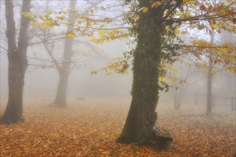 Beautiful Foggy Forest in Autumn with Leaves in Bellinzona, Ticino, Switzerland, Europe