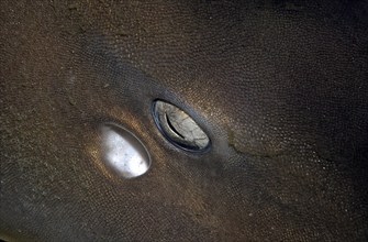 Extreme close-up of eye including splash hole of Brownbanded bamboo shark (Chiloscyllium