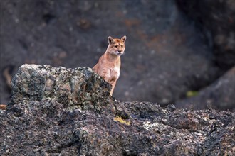 Cougar (Felis concolor patagonica) wbl. Torres del Paine NP, Chile, Torres del Paine NP, South