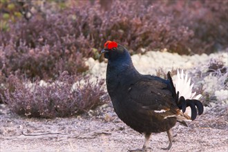 Black grouse, Lyrurus tetrix, Tetrao tetrix, Bavaria, Bavaria, Federal Republic of Germany