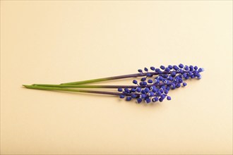 Blue muscari or murine hyacinth flower on orange pastel background. side view, flat lay, copy