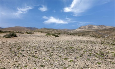 Desert-like landscape, Jandia peninsula, Fuerteventura, Canary Island, Spain, Europe