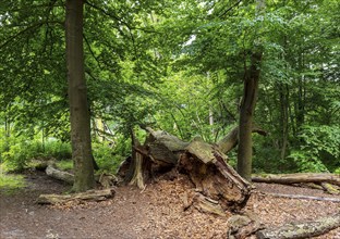 Landscape at Hellsee in Lanke, Bernau, Brandenburg, Germany, Europe