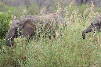 African bush elephants (Loxodonta africana), adult male feeding on reeds in the bed of the Olifants