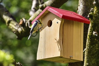 Blue tit (Cyanistes caeruleus) building a nest in a tit cage, Bavaria, Germany, Europe