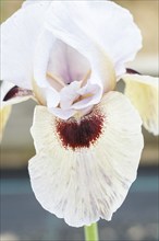 Beautiful multicolored iris flower bloom in the garden. Close up, fragility and summer concept