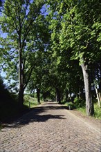 Europe, Germany, Mecklenburg-Western Pomerania, old avenue with cobblestones near Kaarz, Kaarz,