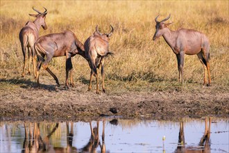 Africa, Botswana, antelope, lyrebird, Botswana, Africa