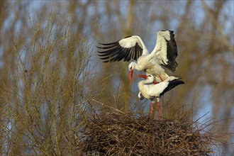 White stork (Ciconia ciconia), stork marriage, mating, copula, Altlußheim, Germany, Europe