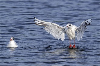 Black-headed gull (Chroicocephalus ridibundus, Larus ridibundus) adult bird in non-breeding plumage