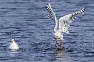 Black-headed gull (Chroicocephalus ridibundus, Larus ridibundus) adult bird in non-breeding plumage