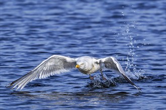 European herring gull (Larus argentatus) adult seagull taking off from sea water surface along the