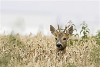 A european roe deer (Capreolus capreolus) with small horns looks out of a wheat field, Hesse,