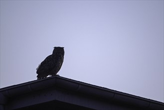 Eurasian eagle-owl (Bubo bubo), adult male, sitting on the roof of an old industrial building,