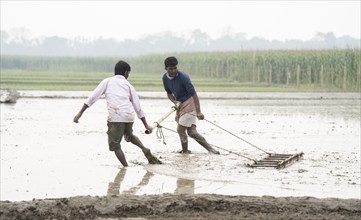 Morigaon, India. 20 February 2024. Farmers plough land before plant rice saplings in a paddy field