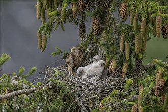 Common kestrel (Falco tinnunculus), female adult bird, bringing a mouse to the nest of young birds