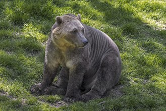 Polar bear, brown bear hybrid, polar bear-grizzly bear hybrid also called grolar bear, pizzly bear,