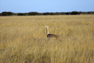 A bird gazes intently in the vast grassland under a clear sky, kori bustard (Ardeotis Kori) in the