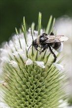 Shrill carder bee (Bombus sylvarum) on teasel (Dipsacus sylvestris), Emsland, Lower Saxony,