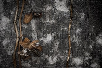 Gravestone with common ivy (Hedera helix), Munich, Bavaria, Germany, Europe