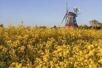 Traditional windmill in the evening light, sunny, idyllic, rape field, North Sea island Föhr,