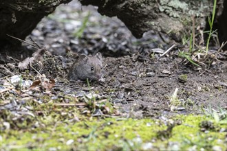 Bank vole (Myodes glareolus), Emsland, Lower Saxony, Germany, Europe