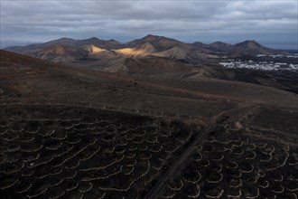 Grapevines growing in black volcanic soil in protected enclosed pits, La Geria, Lanzarote, Canary