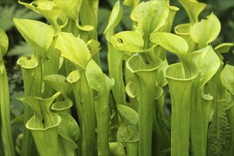 Yellow pitcherplant (Sarracenia flava) carnivorous plant, Vogelpark Walsrode, Lower Saxony,