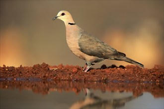 Red-eyed dove (Streptopelia semitorquata), Red-eyed Dove adult, at the water, Kruger National Park,