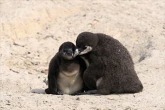 African penguin (Spheniscus demersus), two juveniles, Boulders Beach, Simonstown, Western Cape,