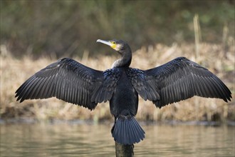 Great cormorant (Phalacrocorax carbo), standing on a wooden pole in the water, wings drying, rear