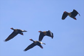 Flock of Black bellied whistling ducks, Dendrocygna autumnalis, Amazon Basin, Brazil, South America