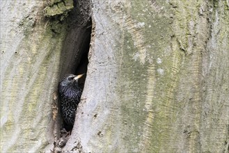 A common starling (Sturnus vulgaris), peeping out of a tree hollow, Hesse, Germany, Europe