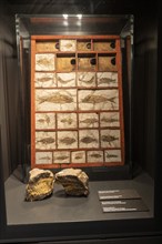 Exhibits, fossilised fish in the Goethe National Museum, Weimar, Thuringia, Germany, Europe