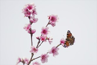 A european peacock (Aglais io) sitting on a branch with pink flowers against a light-coloured