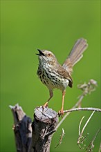 Spotted Prinia (Prinia maculosa), adult, on wait, singing, Kirstenbosch Botanical Gardens, Cape