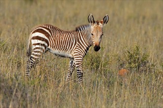 Cape Mountain Zebra (Equus zebra zebra), young animal, foraging, Mountain Zebra National Park,