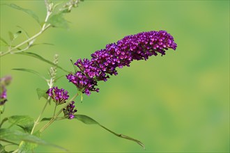 Butterfly-bush (Buddleja davidii), summer lilac, common summer lilac, butterfly bush, lilac spear,