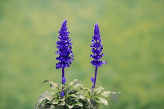 Mealycup sage (Salvia farinacea), flowering, Elllerstadt, Germany, Europe